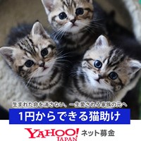 保護猫募金ページのご案内