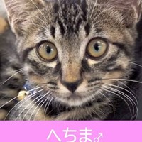 保護猫譲渡会　ご報告