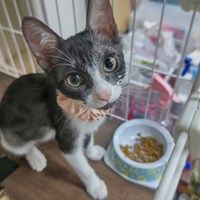 保護猫活動報告