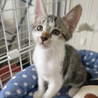 通学見守り活動と保護猫活動