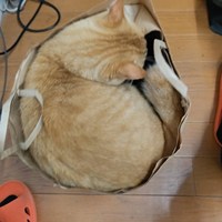 保護猫活動報告