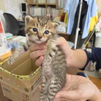 保護猫活動報告♡母子猫受入れました
