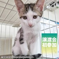 保護猫譲渡会のご案内