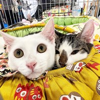 保護猫譲渡会　結果ご報告