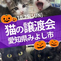 10/25(日)保護猫譲渡会のご案内