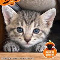 10/25保護猫譲渡会の参加ねこ達