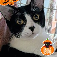 10/25(日)保護猫譲渡会のご案内