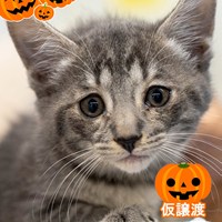 10/25保護猫譲渡会の結果報告