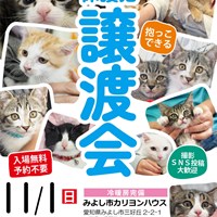 次回11/1保護猫譲渡会のご案内